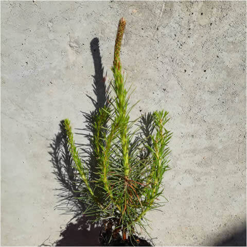 PINUS SYLVESTRIS - Alv - 052018