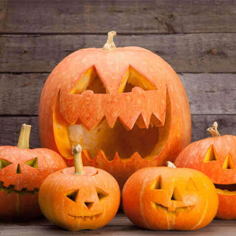 CUCURBITA PEPO - CALABAZA HALLOWEEN Jack OLantern