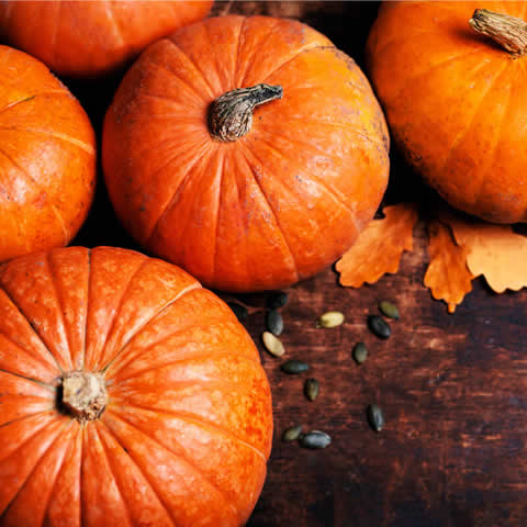 CUCURBITA PEPO - CALABAZA HALLOWEEN Jack OLantern