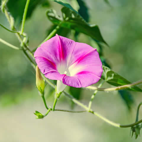 IPOMOEA PURPUREA - Morning Glory