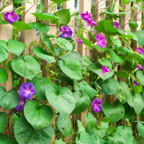IPOMOEA PURPUREA mixed