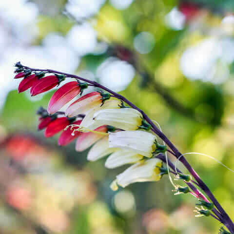 MINA LOBATA (Ipomoea versicolor, Quamoclit lobata)