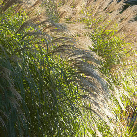 MISCANTHUS SINENSIS