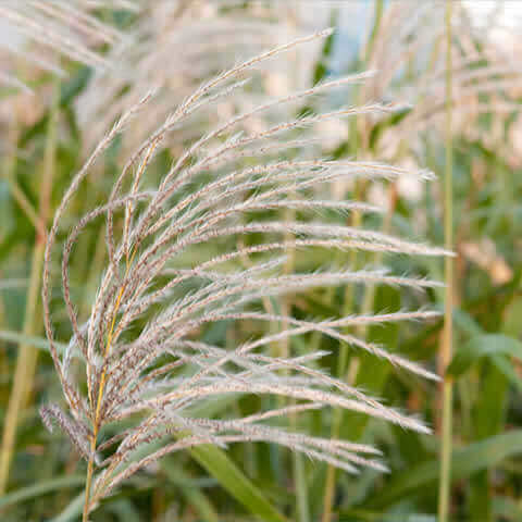 MISCANTHUS SINENSIS