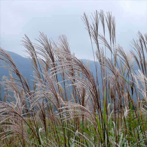 MISCANTHUS SINENSIS - Chinese Silver Grass
