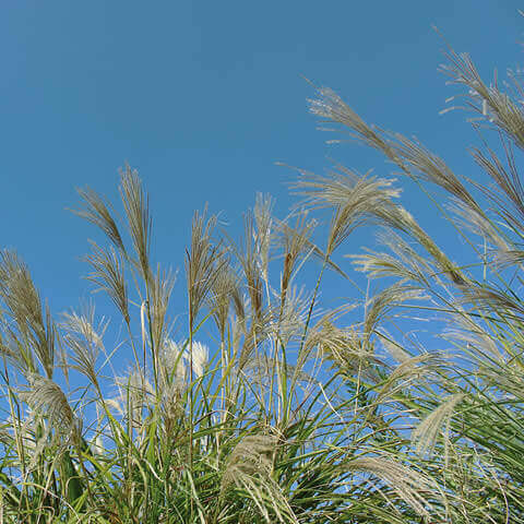 MISCANTHUS SINENSIS