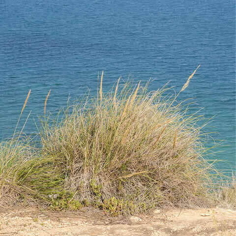 STIPA TENACISSIMA - Alfa Grass