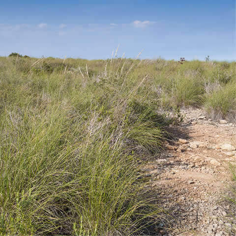 STIPA TENACISSIMA - Alfa Grass