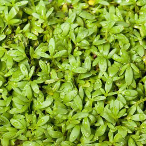 LEPIDIUM SATIVUM Berro, Cress, Cresson