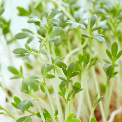 LEPIDIUM SATIVUM Berro, Cress, Cresson