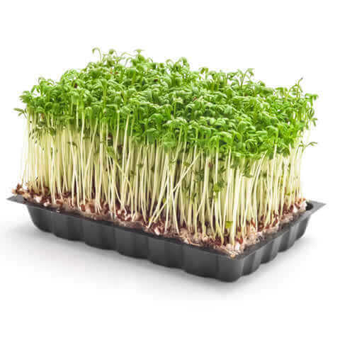 LEPIDIUM SATIVUM Berro, Cress, Cresson