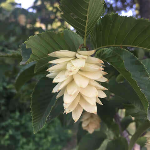OSTRYA CARPINIFOLIA