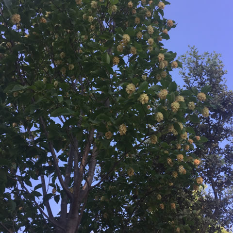 OSTRYA CARPINIFOLIA
