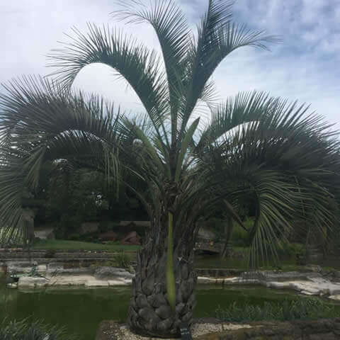 BUTIA CAPITATA - Wine Palm