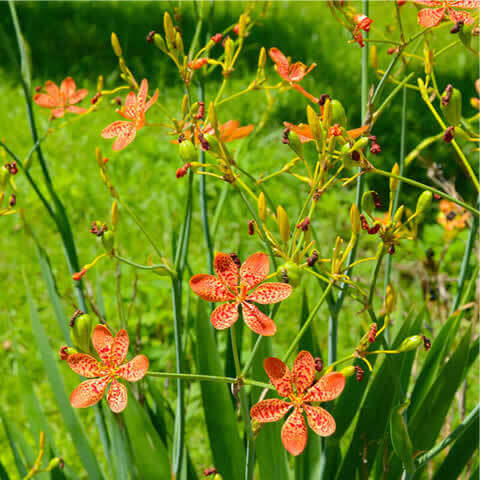 BELAMCANDA CHINENSIS Freckle Face (Iris domestica)