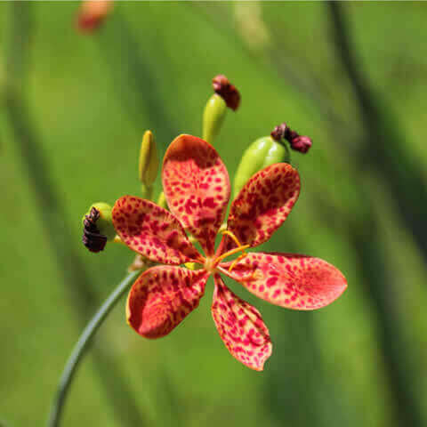 BELAMCANDA CHINENSIS Freckle Face (Iris domestica)