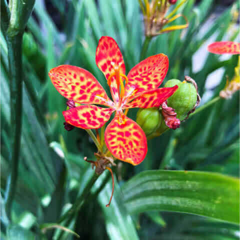 BELAMCANDA CHINENSIS Freckle Face (Iris domestica)