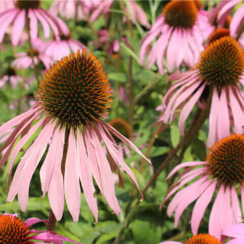 ECHINACEA PALLIDA