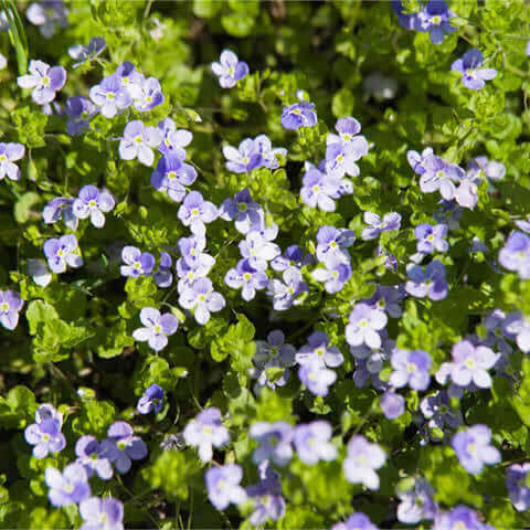 VERONICA REPENS - Creeping Speedwell