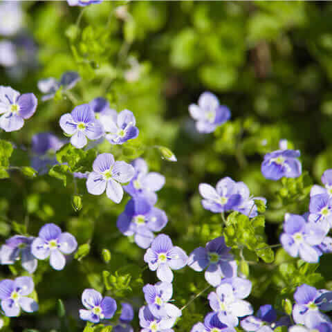 VERONICA REPENS - Creeping Speedwell