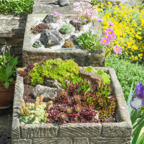 SEMPERVIVUM HYBRIDUM Mixed Species - Hen and Chicks, Houseleek