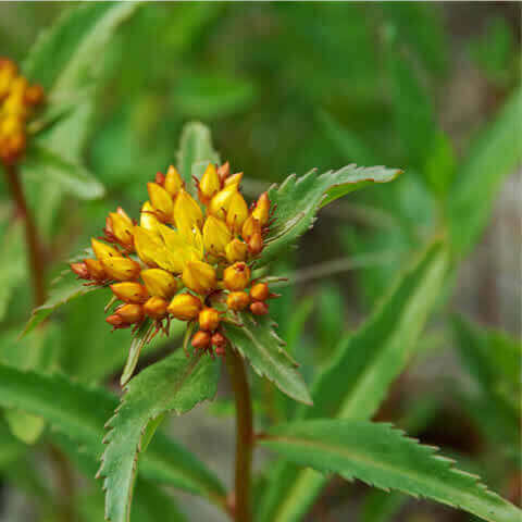 SEDUM AIZOON - Stonecrop