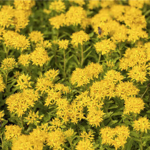 SEDUM AIZOON - Stonecrop