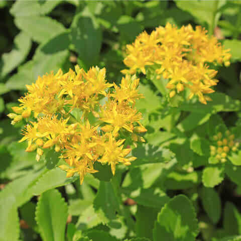 SEDUM AIZOON