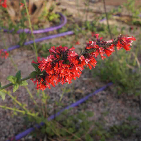 SALVIA COCCINEA Scarlet