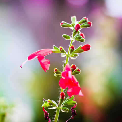SALVIA COCCINEA Scarlet
