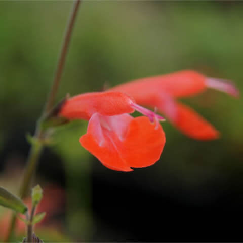SALVIA COCCINEA Scarlet