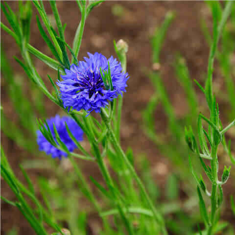 CENTAUREA CYANUS Blue Ball