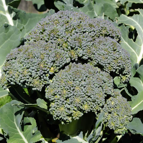 BRASSICA OLERACEA cont. BOTRYTIS var. CYMOSA - BROCCOLI GREEN Cezar