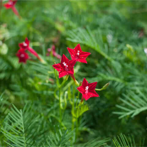IPOMOEA QUAMOCLIT Red Feather - Cypress Vine, Morning Glory