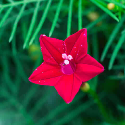 IPOMOEA QUAMOCLIT Red Feather