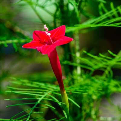IPOMOEA QUAMOCLIT Red Feather