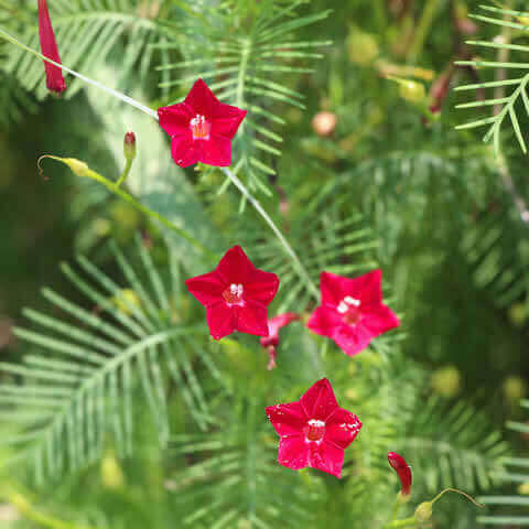 IPOMOEA QUAMOCLIT Red Feather