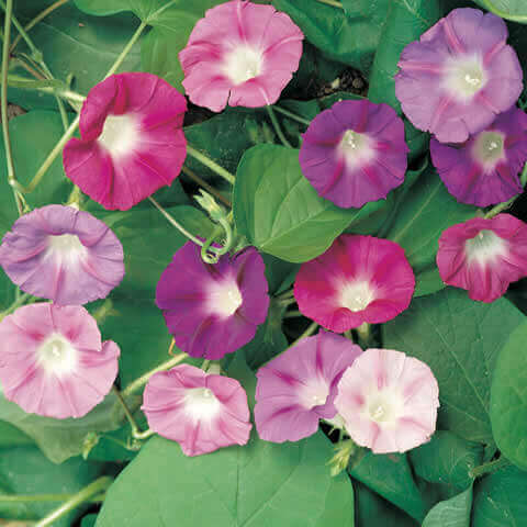 IPOMOEA PURPUREA - Morning Glory