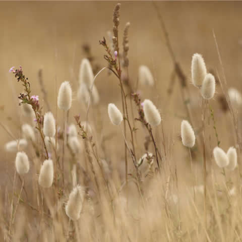 LAGURUS OVATUS - Hares Tail Grass