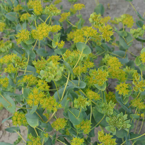 BUPLEURUM ROTUNDIFOLIUM Griffith - Oreille du livre