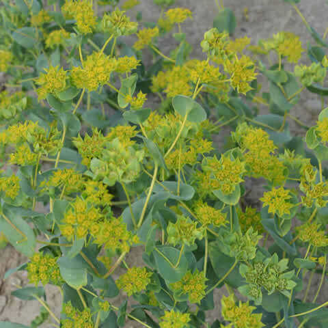 BUPLEURUM ROTUNDIFOLIUM Griffithii - Hares Ear