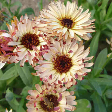 CALENDULA OFFICINALIS Touch Of Red Buff - Pot Marigold