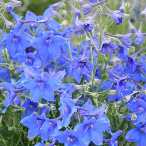 DELPHINIUM GRANDIFLORUM Dwarf Blue - Chinese Larkspur