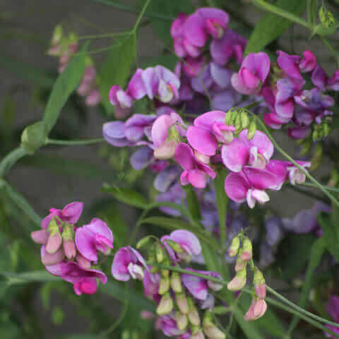 LATHYRUS LATIFOLIUS Red