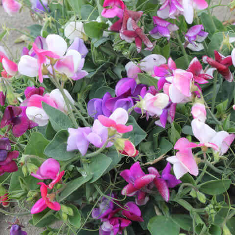 LATHYRUS ODORATUS Little Sweetheart mixed