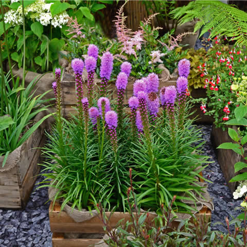 LIATRIS SPICATA - Purple Roman Candle