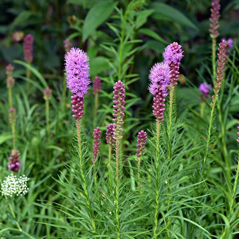 LIATRIS SPICATA - Purple Roman Candle