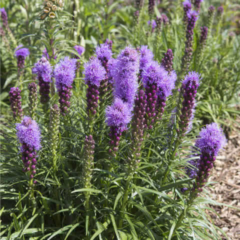 LIATRIS SPICATA rose purple