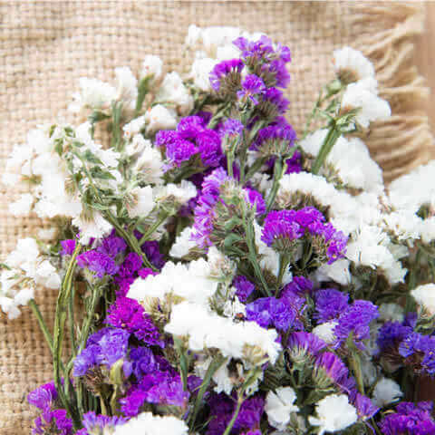 LIMONIUM SINUATUM Pastel mixture