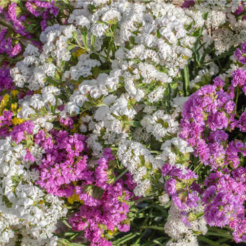 LIMONIUM SINUATUM Pastel mixture